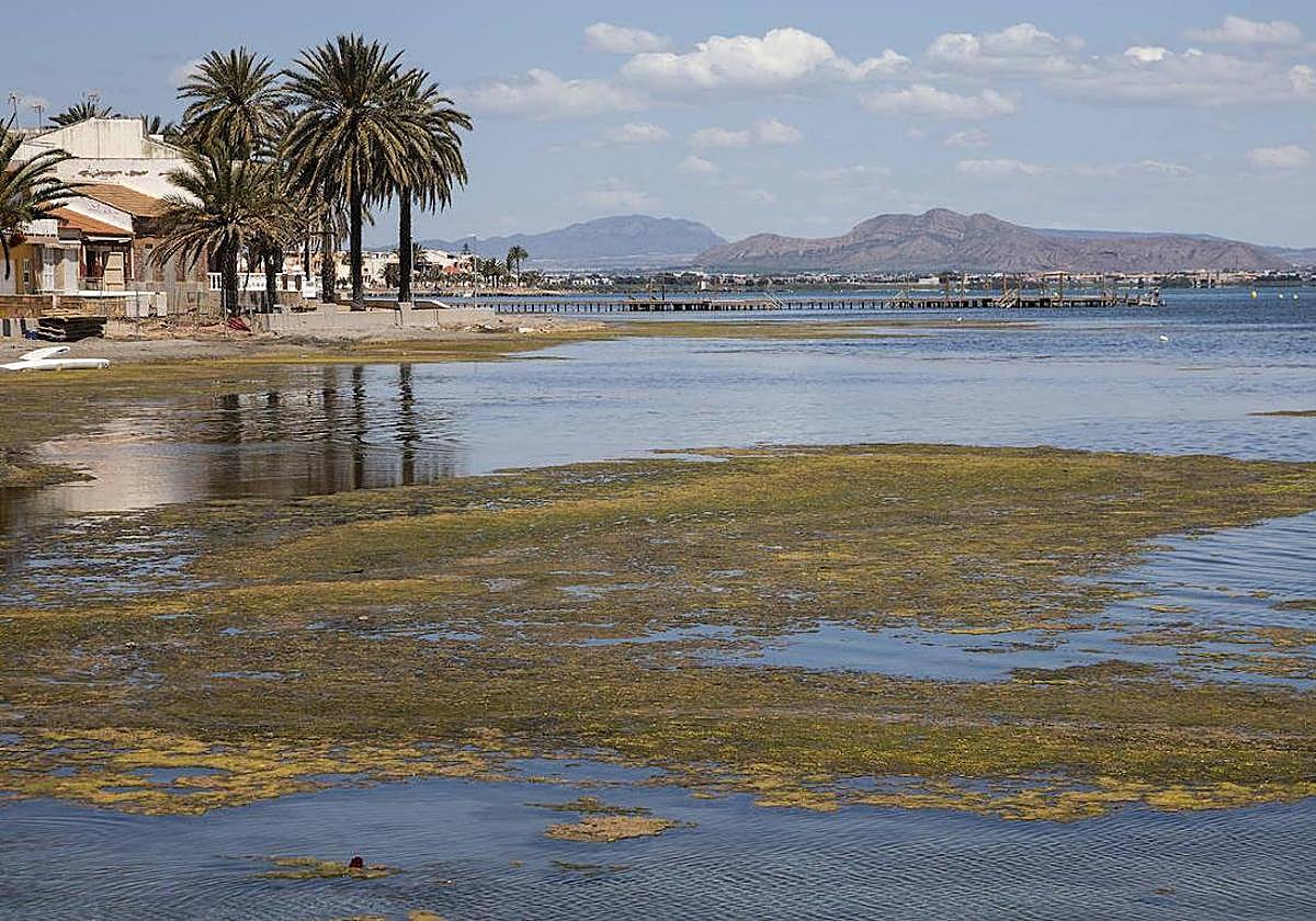 Estado del Mar Menor en Los Urrutias, en una imagen de archivo.