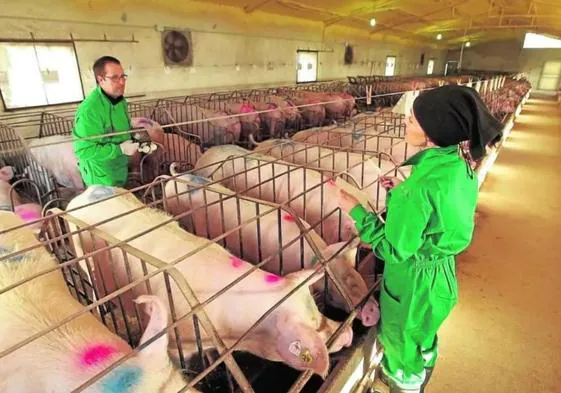 Personal de una explotación de ganado porcino de Lorca supervisa el estado de los animales.