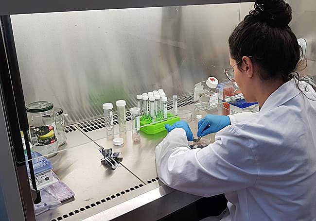 Ana Belén Arroyo Rodríguez, en el laboratorio.