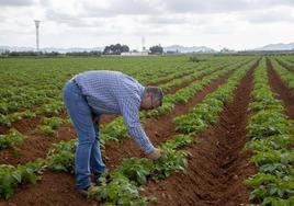Santiago Pérez, un agricultor del campo de Cartagena, comprueba las plantas de patatas en uno de sus bancales de La Aljorra, en una fotografía de archivo.