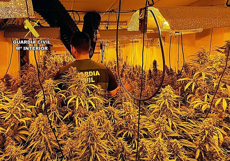 Invernadero destinado al cultivo ilícito de marihuana en Archena.