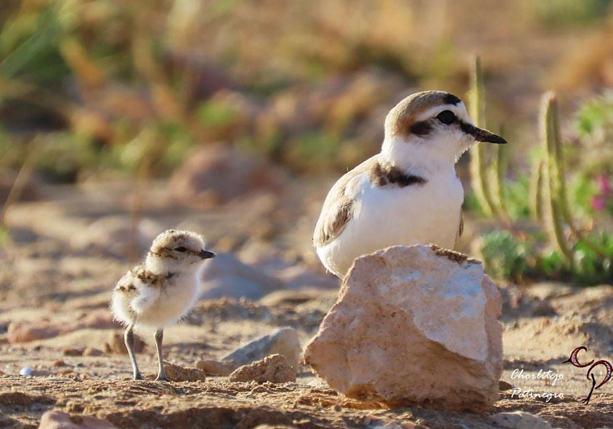 p Balizamiento. La playa de La Mata restringe el paso a las zonas del arenal más alejadas de la orilla.Un macho de chorlitejo junto a un polluelo.