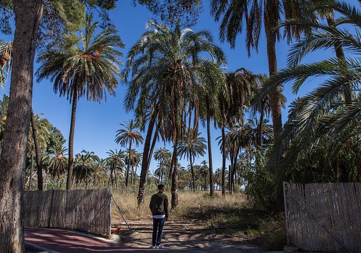 Un visitante pasea por el Palmeral de Orihuela, en una foto de archivo.