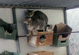 Los gatos abandonados en Águilas.