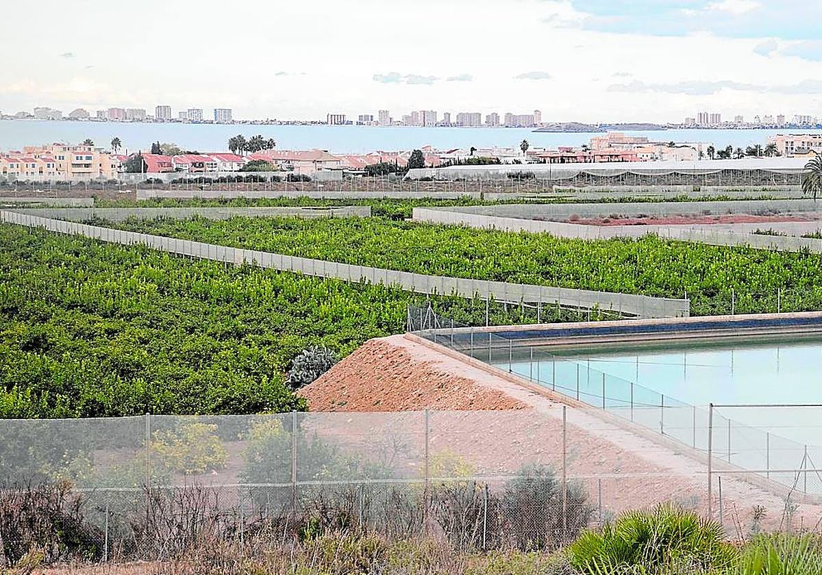 Finca de limones, junto al Mar Menor, sancionada por la CHS al regar de forma ilegal, en una imagen de archivo.
