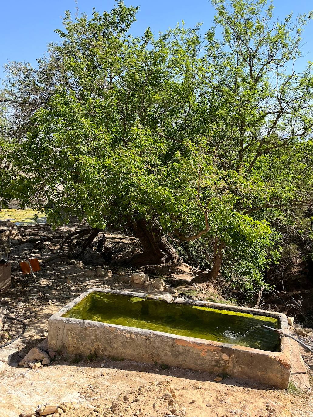 Abrevadero alimentado por un manantial cercano