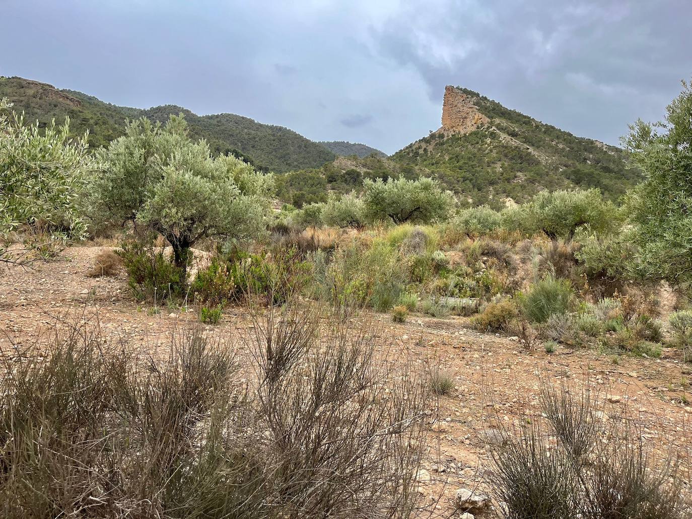 Olivar con el cejo de los enamorados detrás