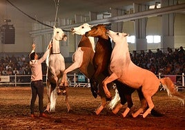 Santi Serra, en una exhibición de doma natural.