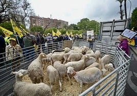 La protesta de agricultores y ganaderos de las zonas de secano ante la Delegación del Gobierno, en imágenes