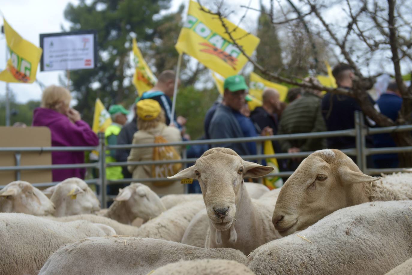 La protesta de agricultores y ganaderos de las zonas de secano ante la Delegación del Gobierno, en imágenes