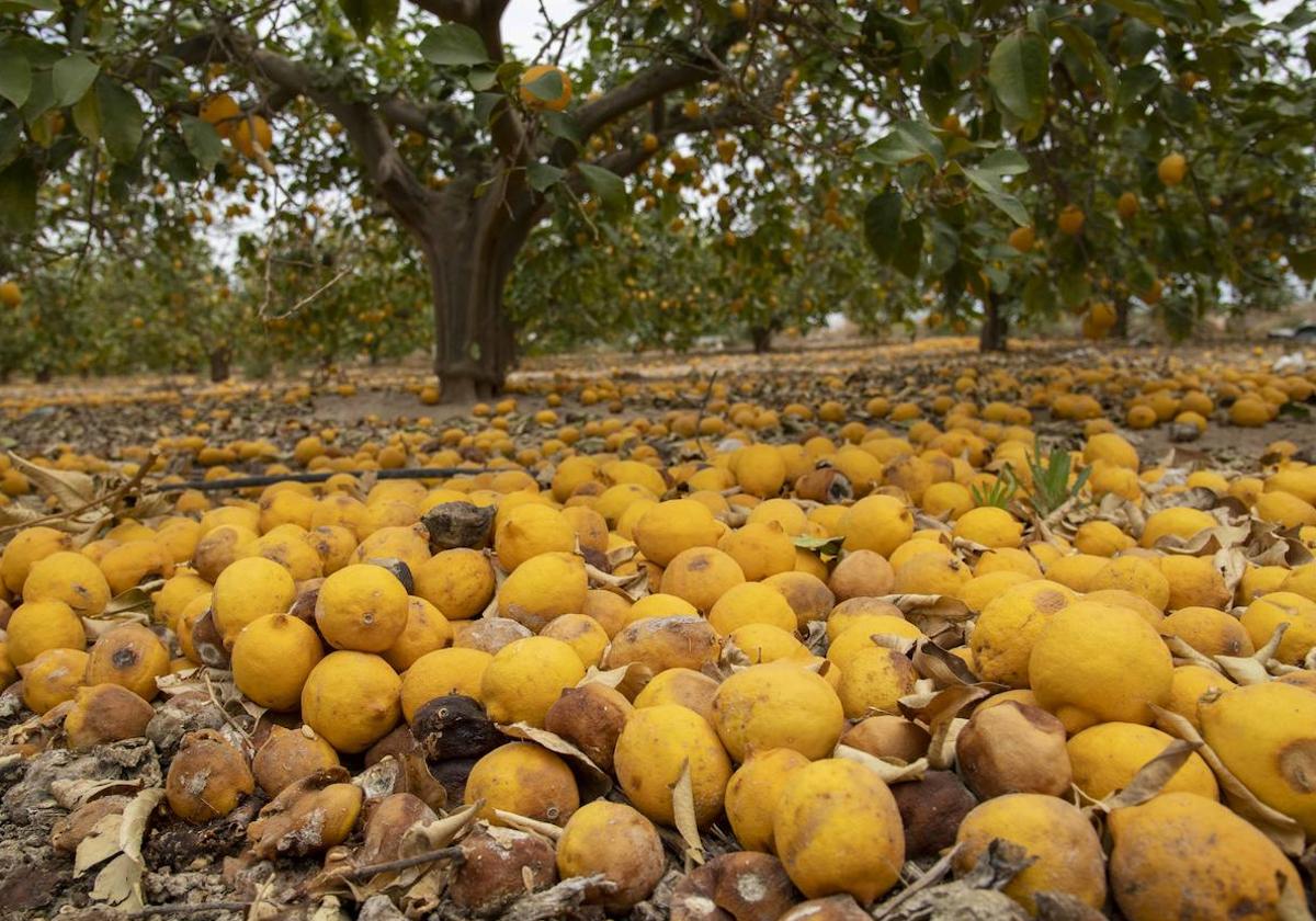 Limones sin recoger por los suelos en una finca de Pozo Estrecho.