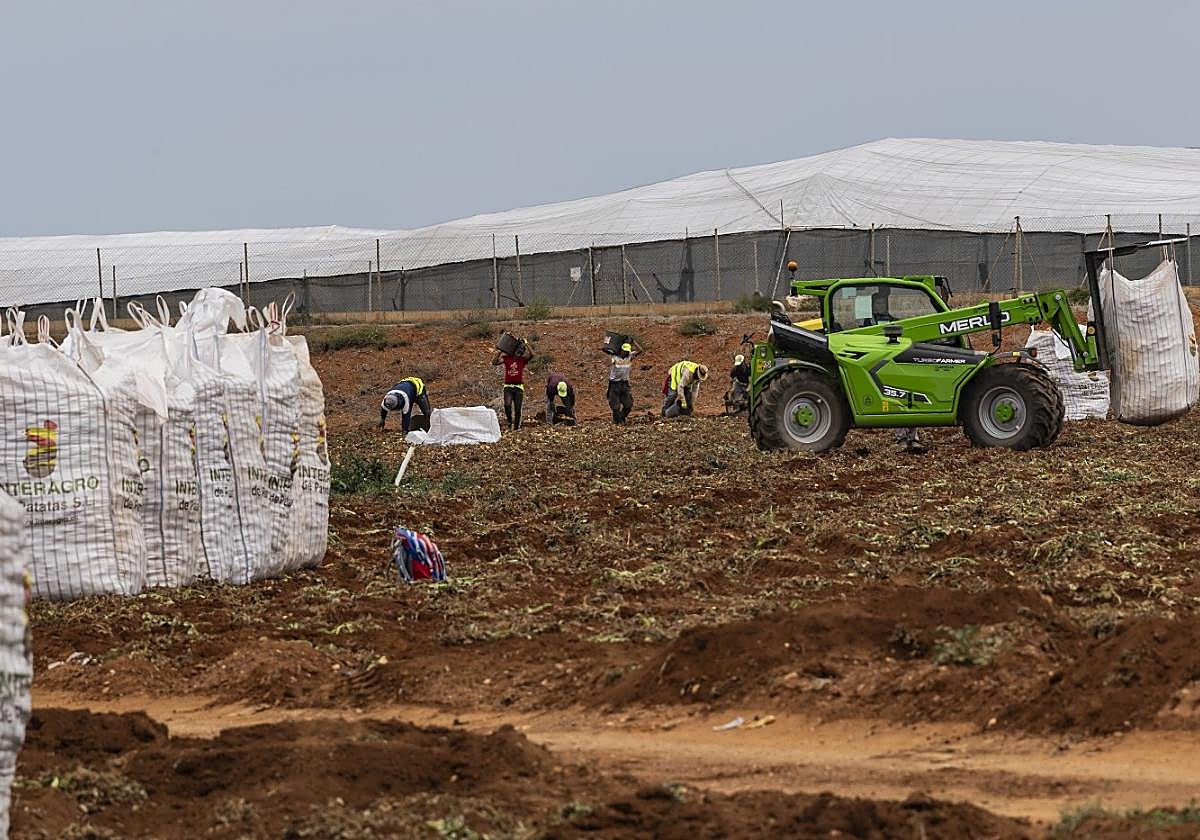 Un grupo de jornaleros recoge patatas entre grandes sacas, en un campo ubicado entre La Puebla y El Algar, en Cartagena.