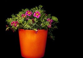 Ten en cuenta esto antes de trasplantar tu planta a otra maceta.