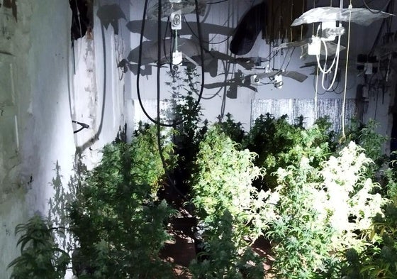 Interior de la casa en la que se encontraba la plantación de marihuana 'indoor'.