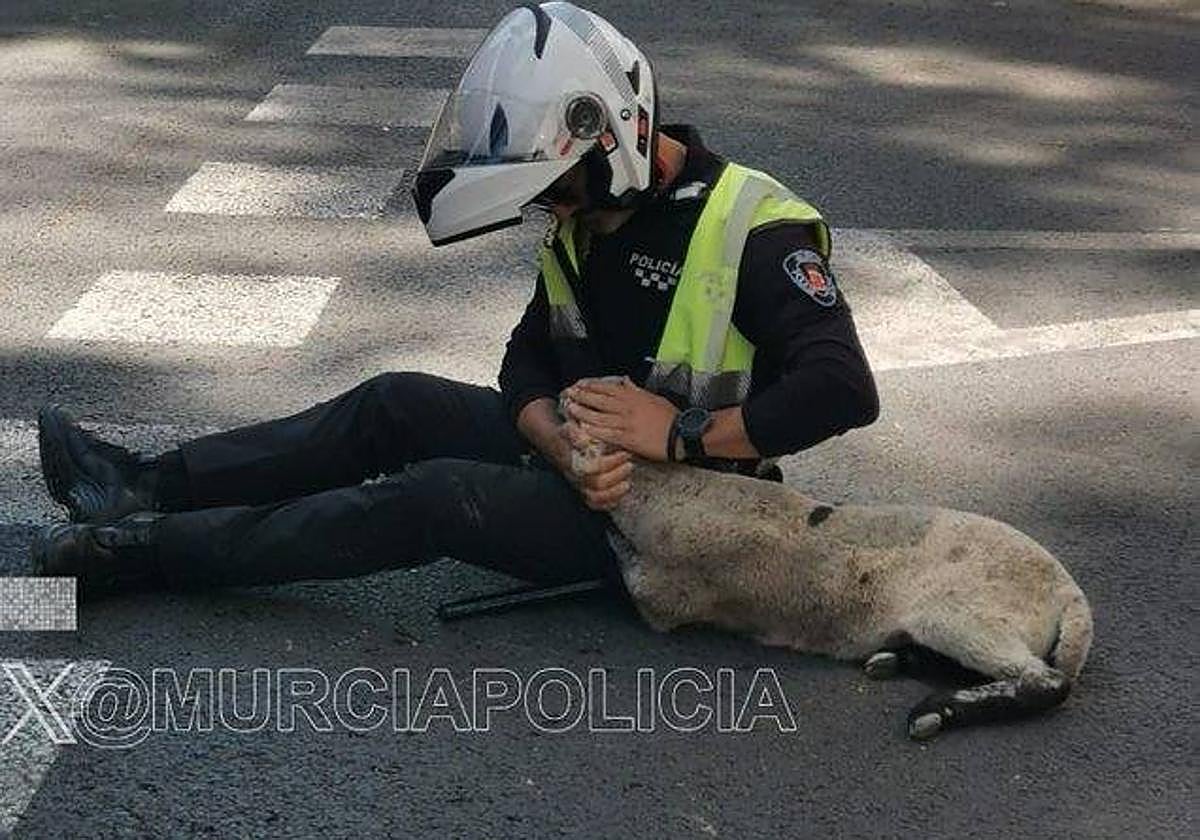 Rescatan en la Avenida de la Fama a una oveja que deambulaba por las calles de Murcia.