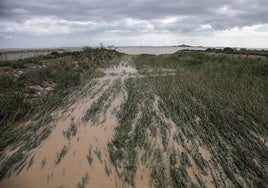 Escorrentías y vegetación en la desembocadura de la rambla del Albujón, tras unas lluvias fuertes en marzo de 2020.