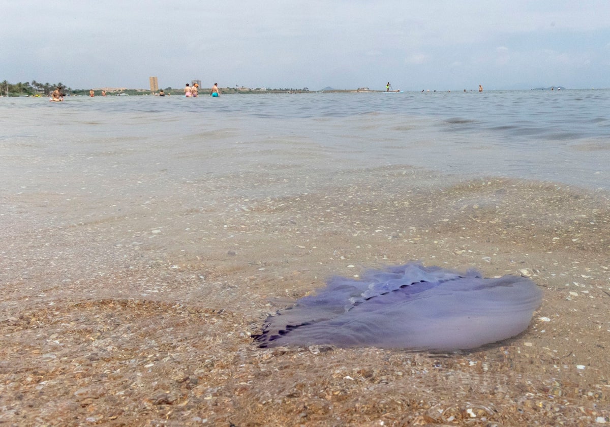 Un ejemplar de medusa 'Rhizostoma pulmo' llega a la orilla de Playa Honda, en el verano de 2023.