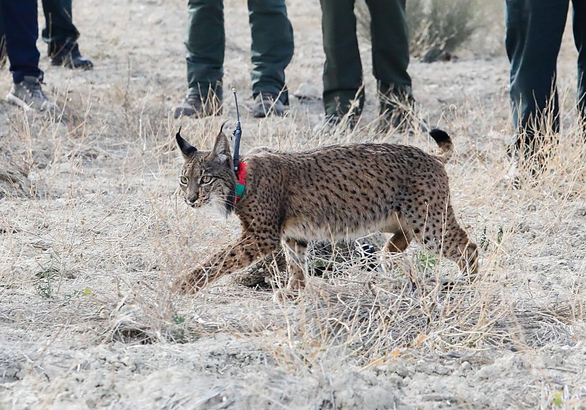 'Urso', uno de los últimos ejemplares de lince puestos en libertad en la Región de Murcia.