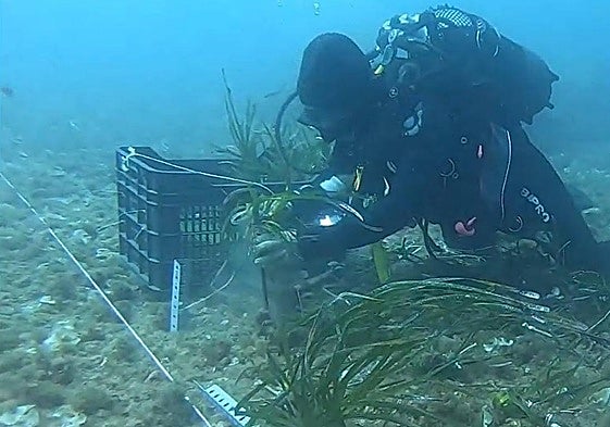 Control de especies invasoras en el Puerto de Cartagena