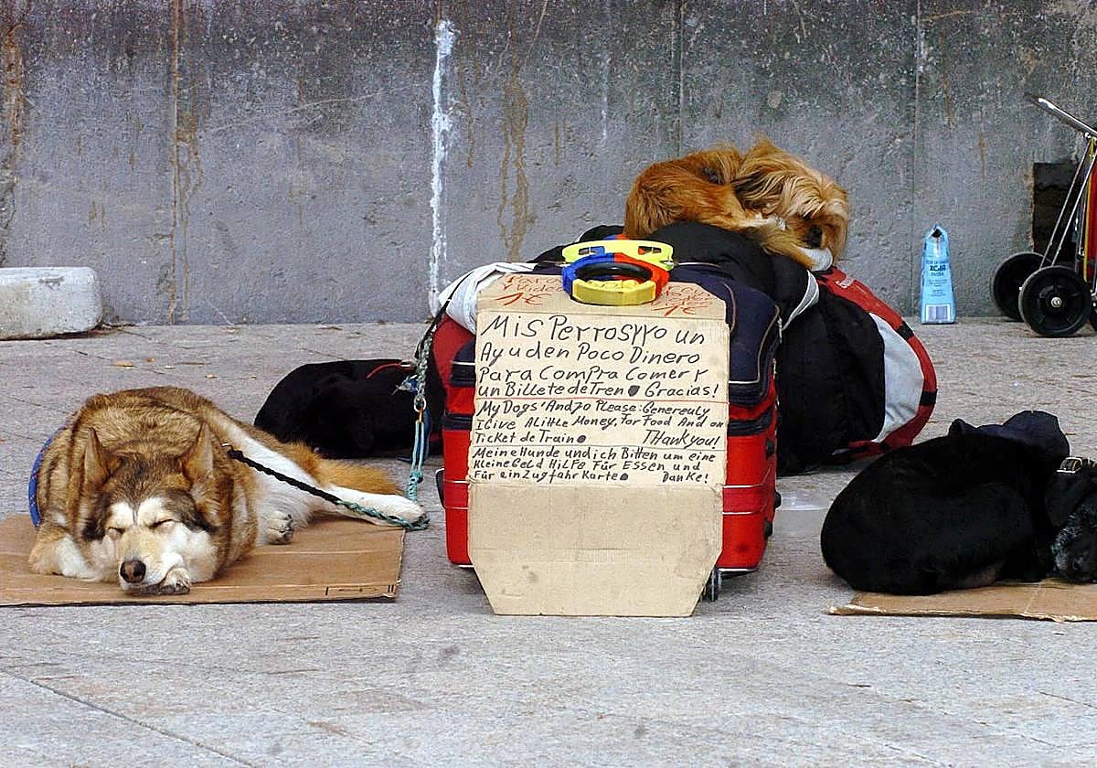 El perro de un mendigo junto a un cartel en el que pide ayuda para comer.