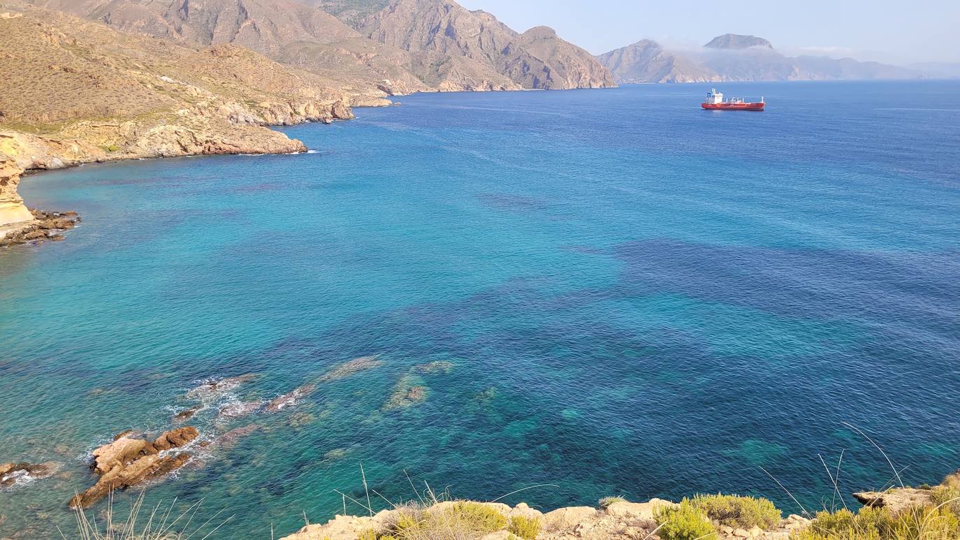 Pradera de posidonia en Cala Salitrona, ejemplo de la buena calidad del agua portuaria. 