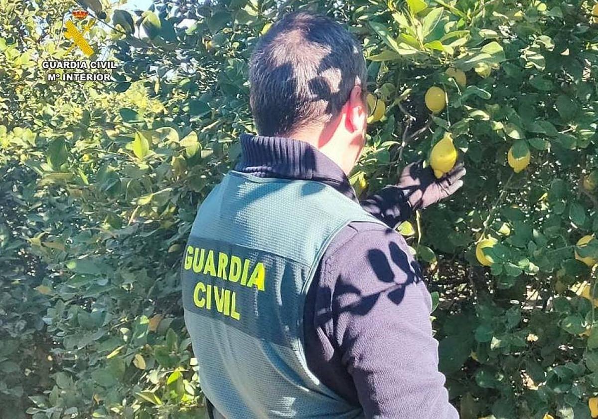 Imagen de archivo de un agente en una explotación agrícola.