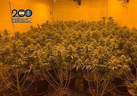 Una de las plantaciones de marihuana encontrada.