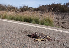 Una de las tortugas moras atropelladas en la carretera entre Calabardina y El Sombrerico, en Cabo Cope.