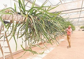 Cultivos sin sueloen un invernadero de unaempresa de la Región.