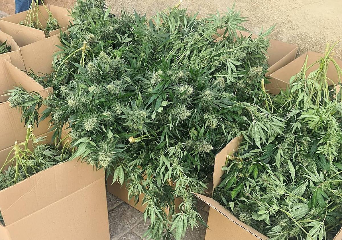 Imagen principal - Requisan casi 500 plantas de &#039;maría&#039; en distintos inmuebles de Mula