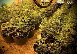 Algunas de las plantas de marihuana encontradas en Mula.