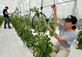 Dos científicos revisan tomateras en la finca experimental del Cebas en Santomera, donde se investigan los efectos del cambio climático.