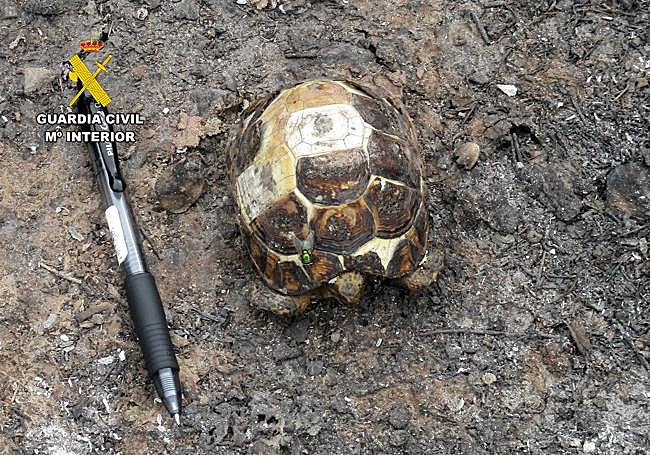 Un ejemplar de tortuga mora afectado por las llamas.