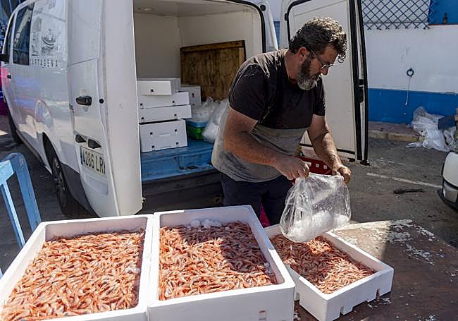 Un pescador echa hielo a varias cajas de quisquilla.