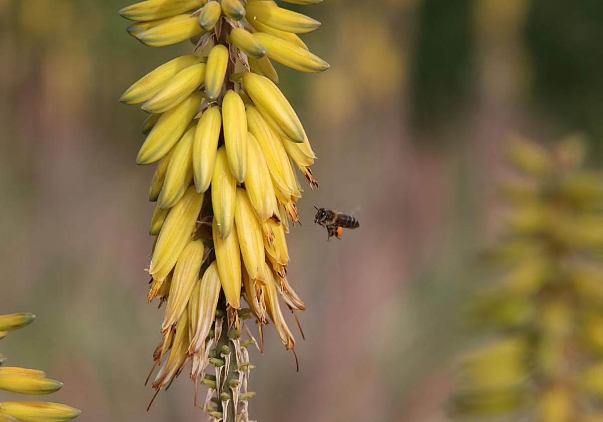 La miel ecológica que se produce en la Región de Murcia premiada por El Celler de Can Roca