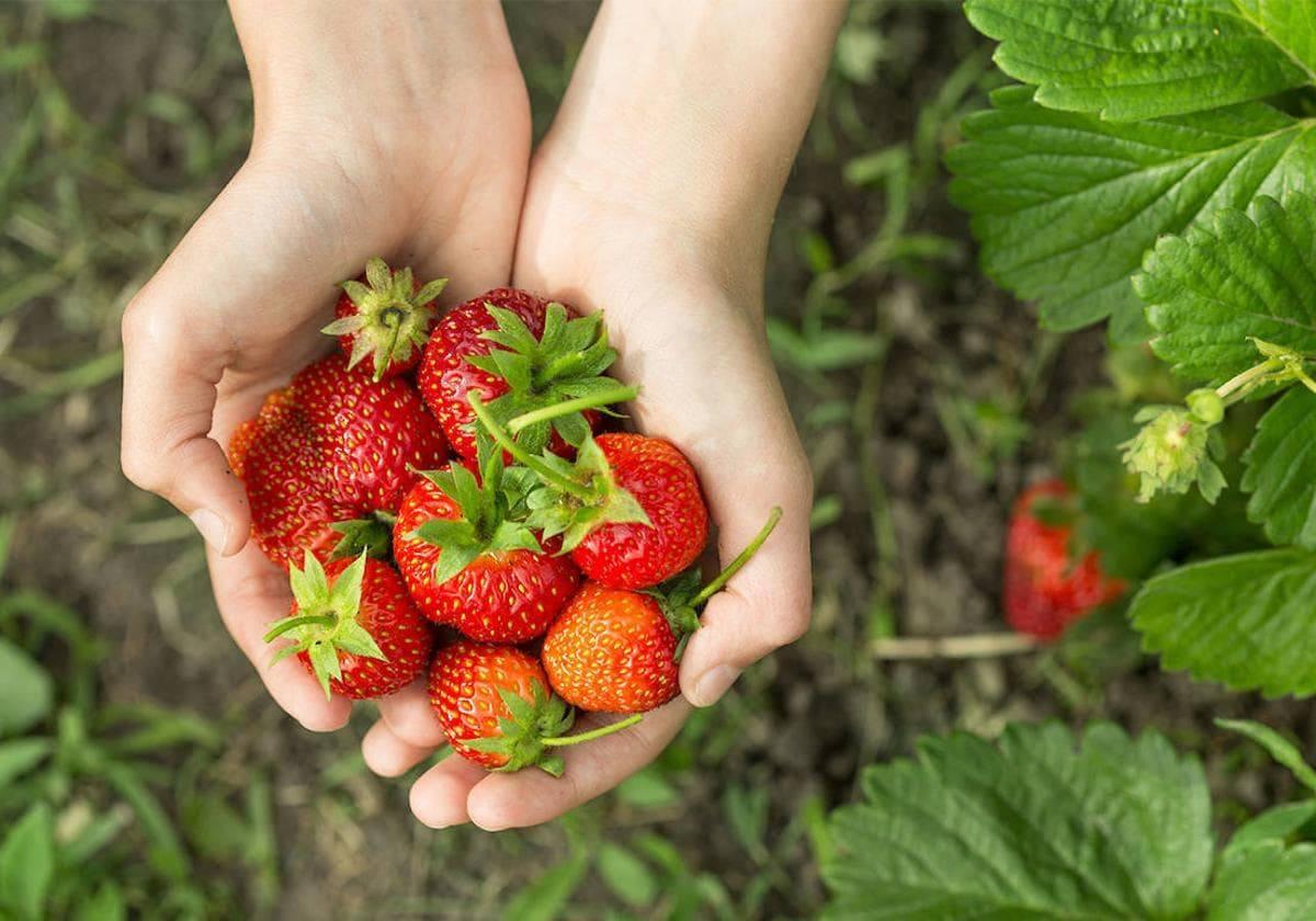 Imagen de unas fresas.