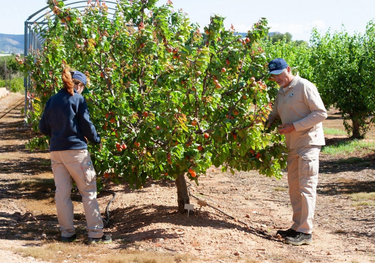 Anecoop impulsa el I+D+iT en sus campos de ensayos buscando un menor impacto medioambiental.