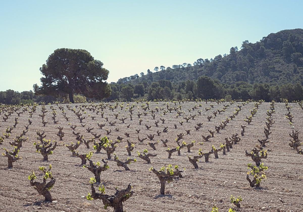 Viña vieja en brotación, tesoro de la DOP Jumilla.
