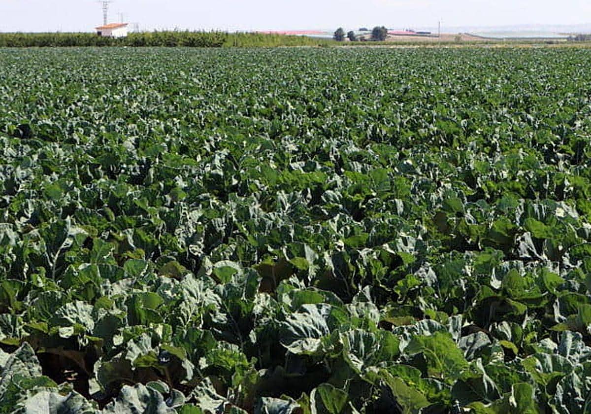 Finca de coliflores, en una imagen de archivo.