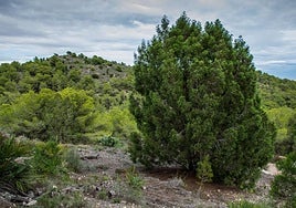 Ejemplar de ciprés cartagenero.