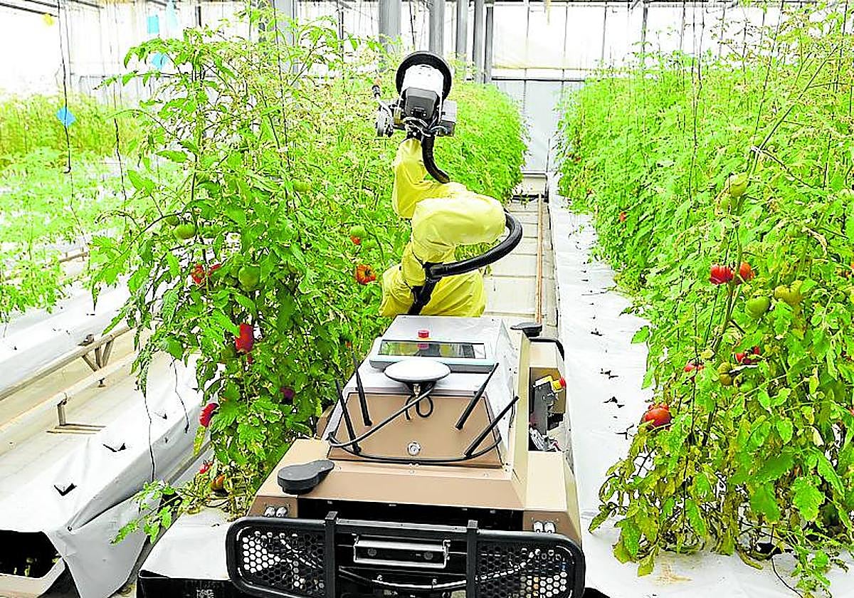 El robot autónomo analiza la plantación de tomates de Tilamur y aplica los productos necesarios; fototrampa con conexión a IA para la alerta temprana de plagas; y analizador a tiempo real de nitratos.