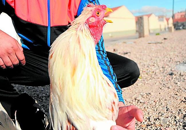 Un gallero sostiene un ave en una barriada de Murcia.
