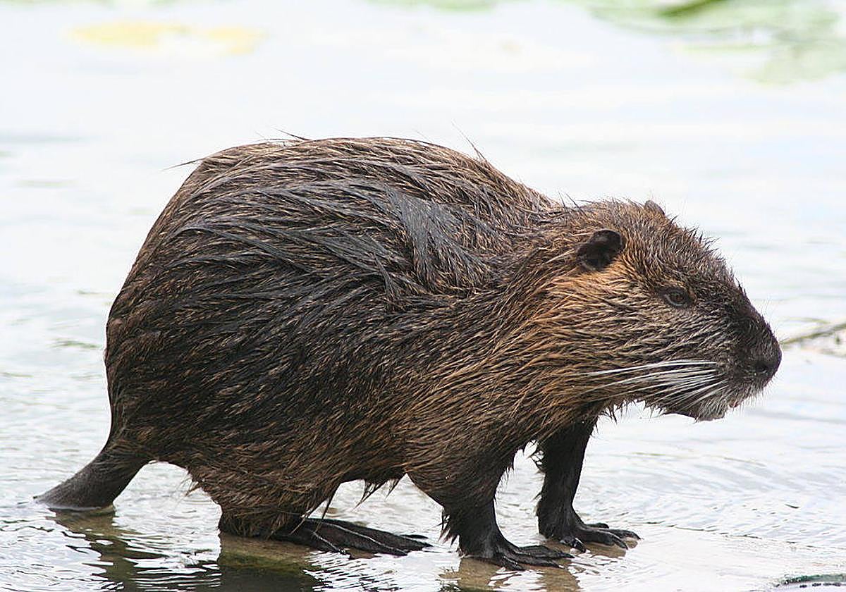 Imagen de archivo de un coipú.