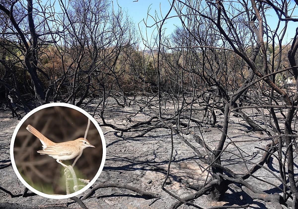 Tarayal calcinado en el Humedal del Charco, en Marina de Cope (Águilas) durante un incendio, el viernes, que pudo ser intencionado; y alzacola rojizo fotografiado este 27 de mayo en el Humedal del Charco.