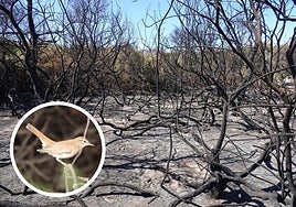 Tarayal calcinado en el Humedal del Charco, en Marina de Cope (Águilas) durante un incendio, el viernes, que pudo ser intencionado; y alzacola rojizo fotografiado este 27 de mayo en el Humedal del Charco.
