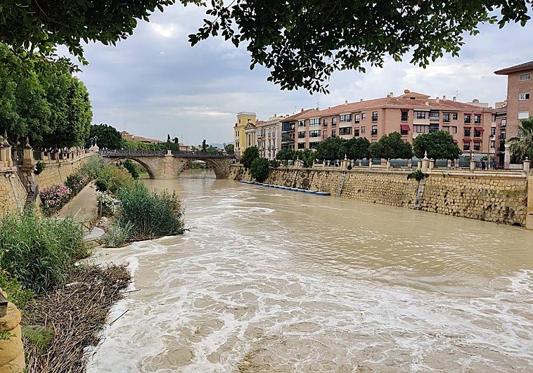 La espuma se acumula en los matorrales de la ribera del río.