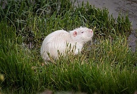 Ejemplar blanco de coipú localizado en la tarde de este martes por este periódico en el Reguerón, junto a la vereda Liorna.