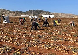 Recogida de patatas en el Campo de Cartagena.