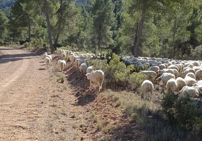 Profomur se beneficia del pastoreo para mantener las pistas de acceso en condiciones para intervenir en los bosques.