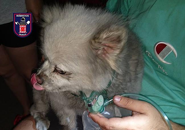 El perro salvado por los bomberos.